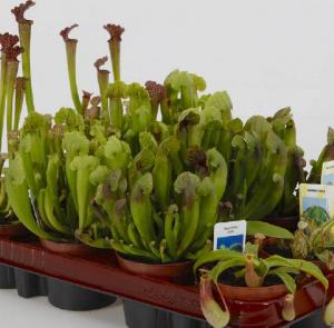 9.Le mangia insetti. Nepenthes